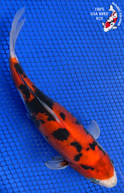 7" "Mochi" Doitsu Showa Koi #J8629P6)