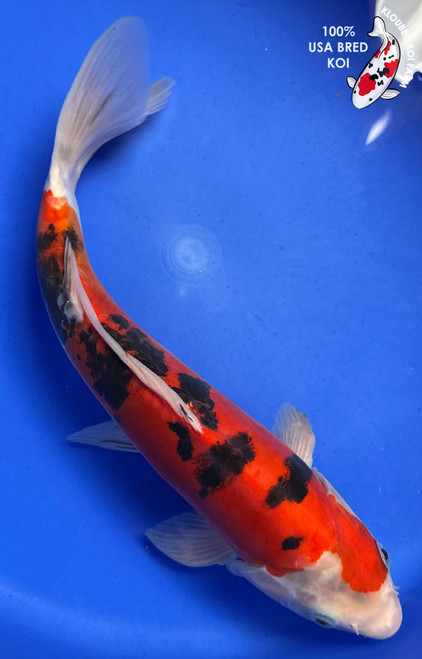 13" "Charlie" Doitsu Sanke Koi #J8625(Q8)
