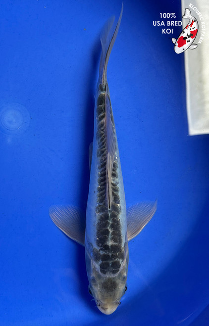 10" "Zipper" Shusui Koi #J762(Q6)