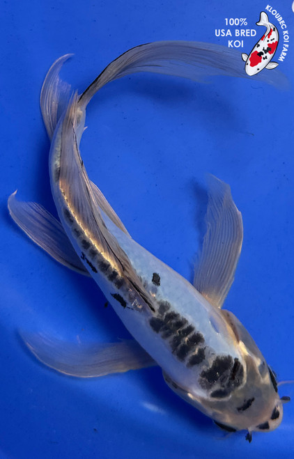 9.5" "Blue Belle" Shusui Butterfly Koi #J8710(P13)