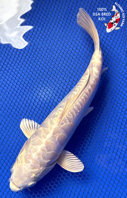 10" "Sterling" Doitsu Platinum Ogon Koi #J8636(P6)