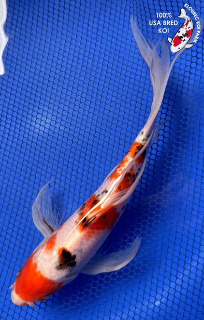 10" "Poppy" Sanke Butterfly Koi #J7637(P6)