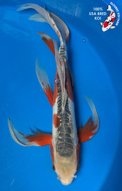 20" "Delilah" Shusui Butterfly Koi #J8113(S2)