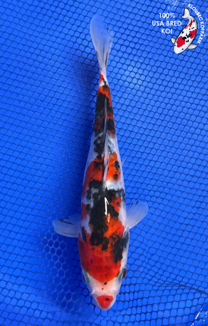 7.5" "Percy" Showa Koi #J8639(P5)