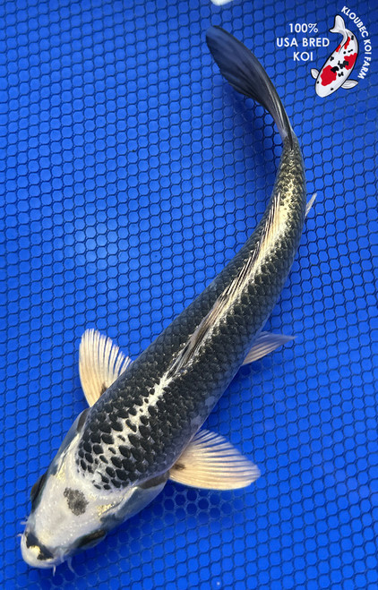 8.5" "Quicksilver" Gin Matsuba Koi #J8645(P3)