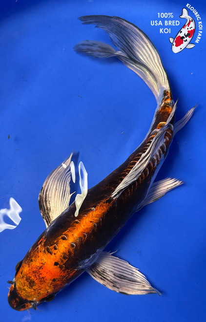 12" "Georgia" Beni Kikokuryu Butterfly Koi #J8712(Q3)