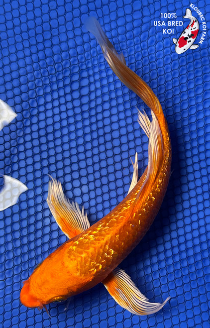 7.5" "Tangerine" Gin Rin Orenji Ogon Butterfly Koi #J8716(P7)