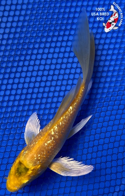 5" "Buttercup" Gin Rin Kigoi Butterfly Koi #J8717(P7)