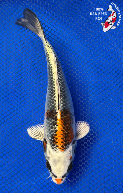 8" "Ginger" Kujaku Koi #J22327(X15)