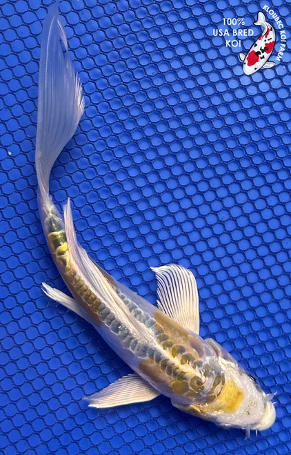 6.5" "Lemon Drop" Doitsu Yamabuki Ogon Butterfly Koi #J8725(P8)