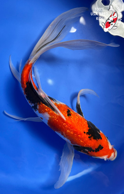 13.5" "Duchess" Gin Rin Showa Butterfly Koi #J8201(Q4)
