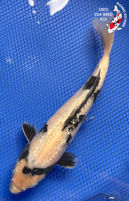 Large Koi Fish for Sale | Giant Koi Carp Varieties | Kloubec Koi