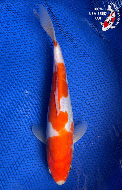 Large Koi Fish for Sale | Giant Koi Carp Varieties | Kloubec Koi