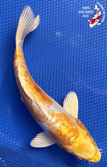 10" "Lemon Meringue" Doitsu Yamabuki Hariwake Koi #J8195(Q7)