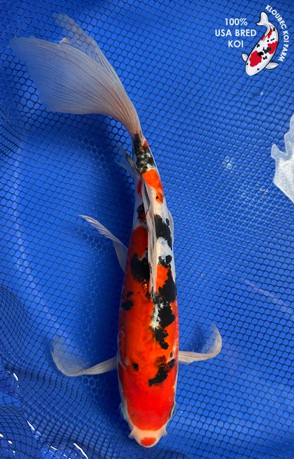12" "Lulu" Sanke Butterfly Koi #J8196(Q7)
