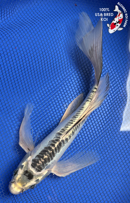 11.5" "Blue Moon" Shusui Butterfly Koi #J8261(X16)