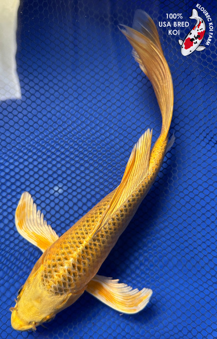 10" "Tater" Ki Matsuba Butterfly Koi #J8266(X18)