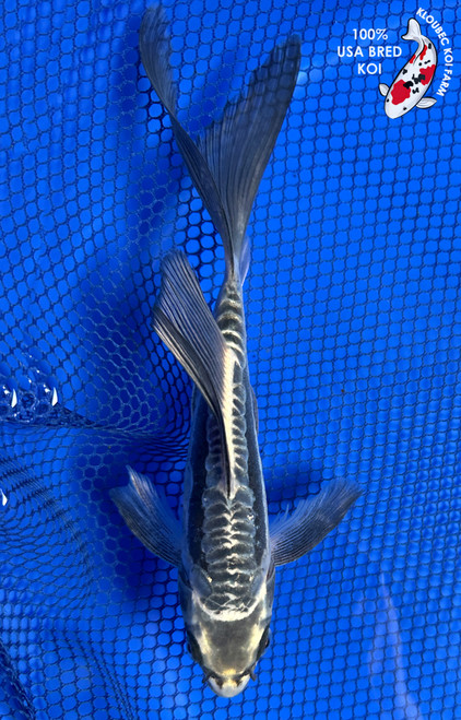 7" "Shadow" Kumonryu Butterfly Koi #J8267(X18)