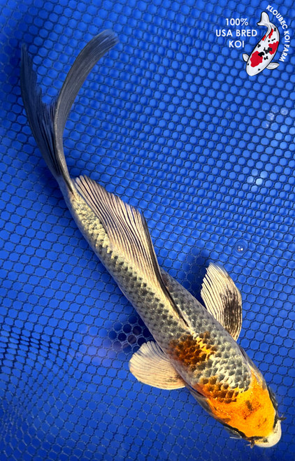 7.5" "Monarch" Kujaku Butterfly Koi #J8268(X18)