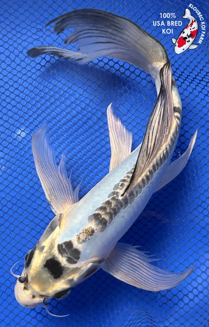 11" "Blue Belle" Shusui Butterfly Koi #J82610(X19)