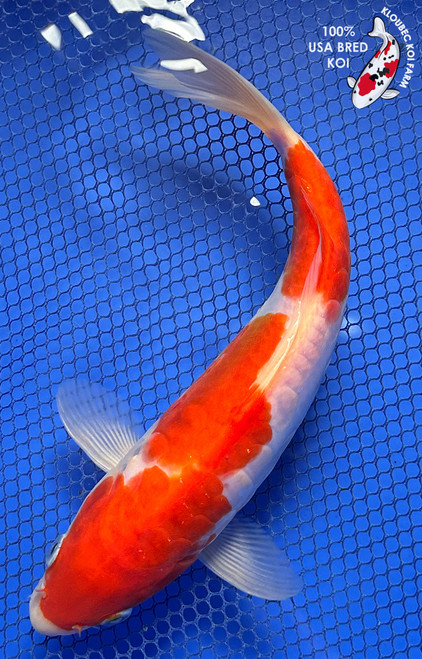 8.5" "Juliet" Doitsu Kohaku Koi #J8208(P12)