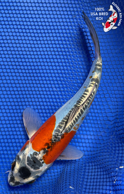 8.5" "Ziggy" Beni Kumonryu Koi #J82115(Q6)