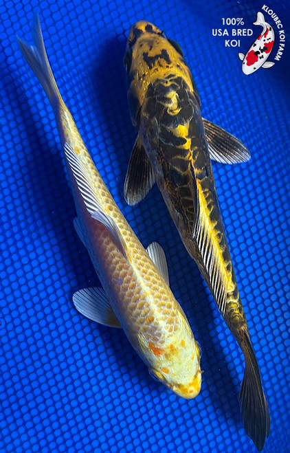 Kigoi Koi | Yellow Koi Fish | Kloubec Koi Farm