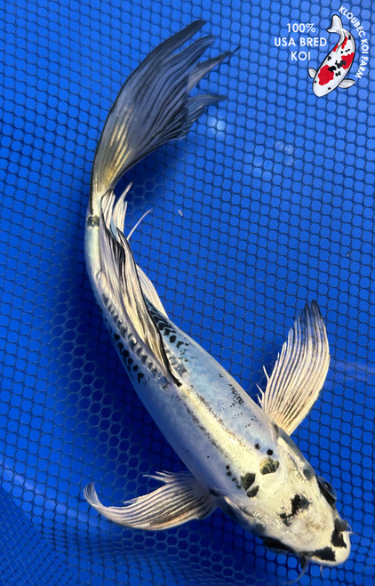 9.5" "Phantom" Kikokuryu Butterfly Koi #J82121(X25)