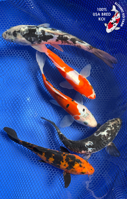 (5) 6-7" Koi "Fab Five" #J82122(X27)