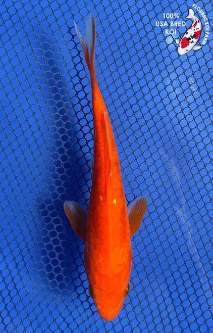 6" "Scarlet" Doitsu Benigoi Koi #J82126(X29)