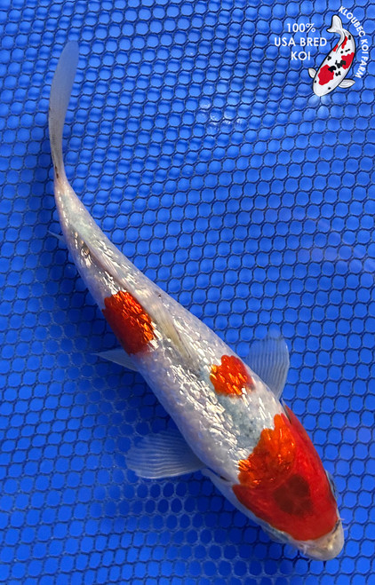 6.5" "Polka" Gin Rin Goshiki Koi #J82012(P12)