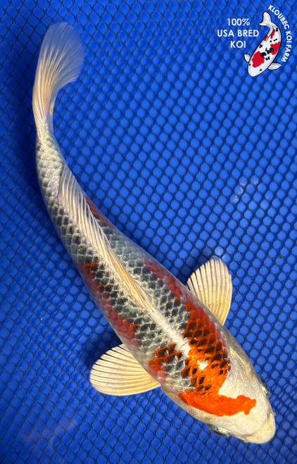 7.5" "Ginger" Kujaku Koi #J82014(P12)