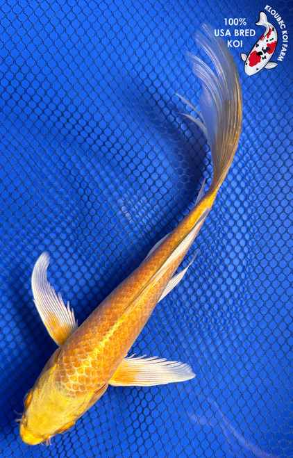 8.5" "Sunny" Yamabuki Ogon Butterfly Koi #J8263(X16)