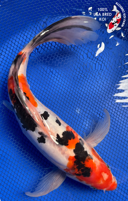13.5" "Olivia" Doitsu Sanke Butterfly Koi #J8211(P5)