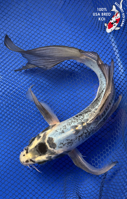 11" "Sapphire" Kumonryu Butterfly Koi #J82614(X40)