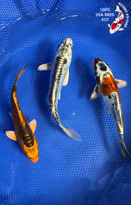 (3) 7-8" Koi "Metallic Trio" #J82128(X34)