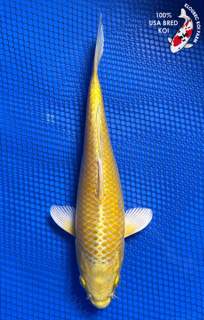 9" "Twink" Yamabuki Ogon Koi #J82113(Q6)