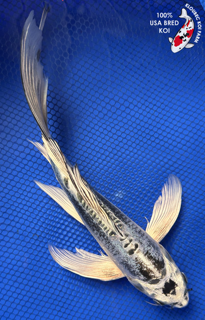 10.5" "Nova" Kikokuryu Butterfly Koi #J82618(X41)