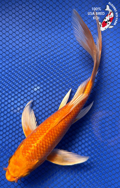 8" "Sunny" Orenji Ogon Butterfly Koi #J82620(X41)