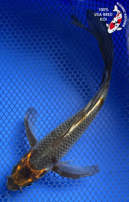 8" "Bear" Metallic Matsuba Butterfly Koi #J82627(X44)