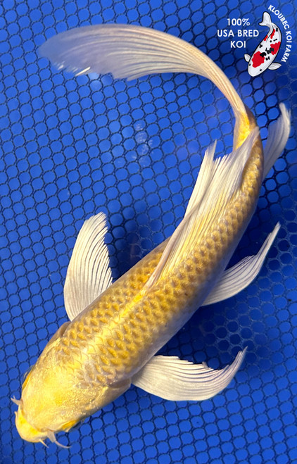 9" "Goldie" Yamabuki Ogon Butterfly Koi #J82624(X42)