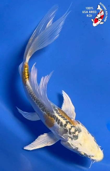 5.5" "Lemon Souffle" Doitsu Lemon Hariwake Butterfly Koi #K931(G4)