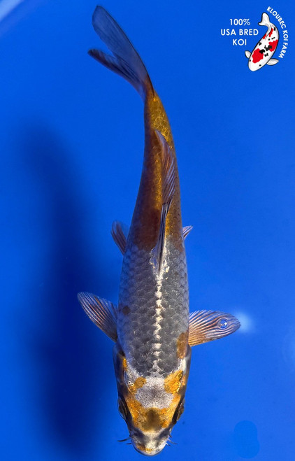5.5" "Jupiter" Metallic Ochiba Koi #K934(G4)
