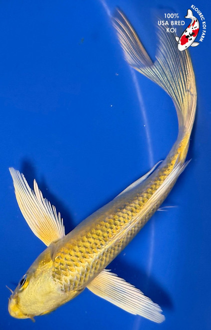 6" "Dolly" Yamabuki Ogon Butterfly Koi #K935(G4)