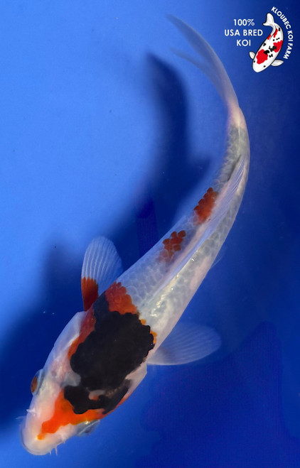 5.5" "Inky" Showa Koi #K936(G4)