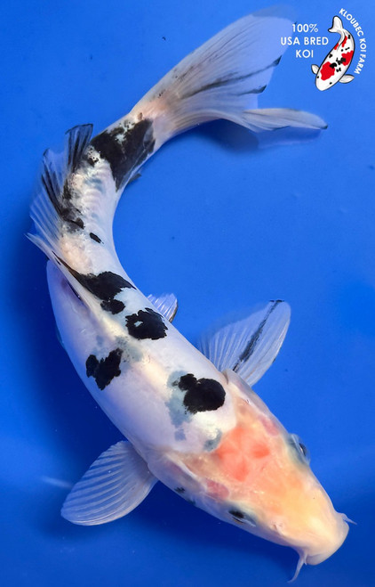 8" "Dice" Shiro Bekko Koi #K939(Q5)