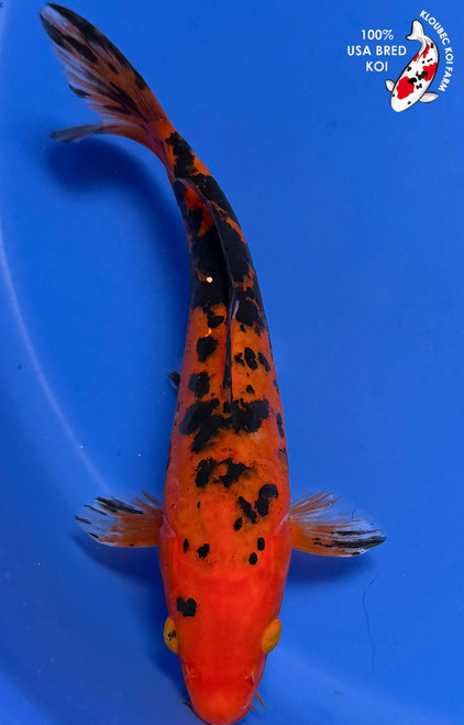 7.5" "Diablo" Aka Bekko Koi #K9310(Q5)