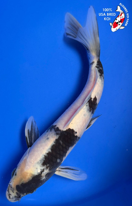 9" "Domino" Shiro Utsuri Koi #K9312(Q5)