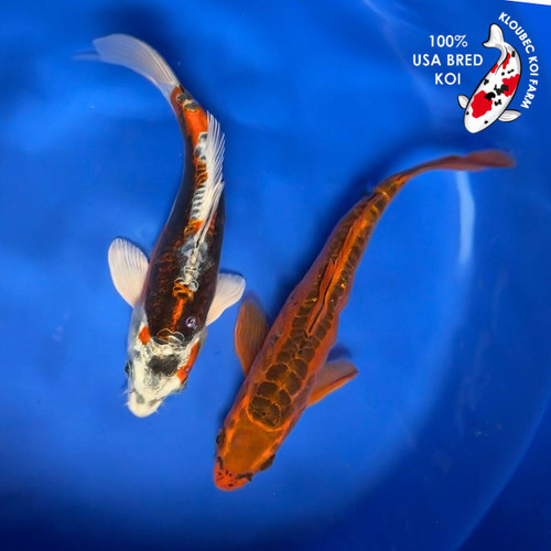 (2) 8-9" "Giggles & Lollipop" Koi Couple #K9318(Q5)