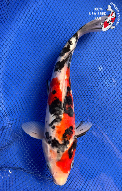 10.5" "Ziggy" Doitsu Showa Koi #J931(Q9)